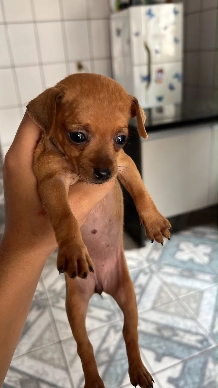 Pinscher  - Foto 3