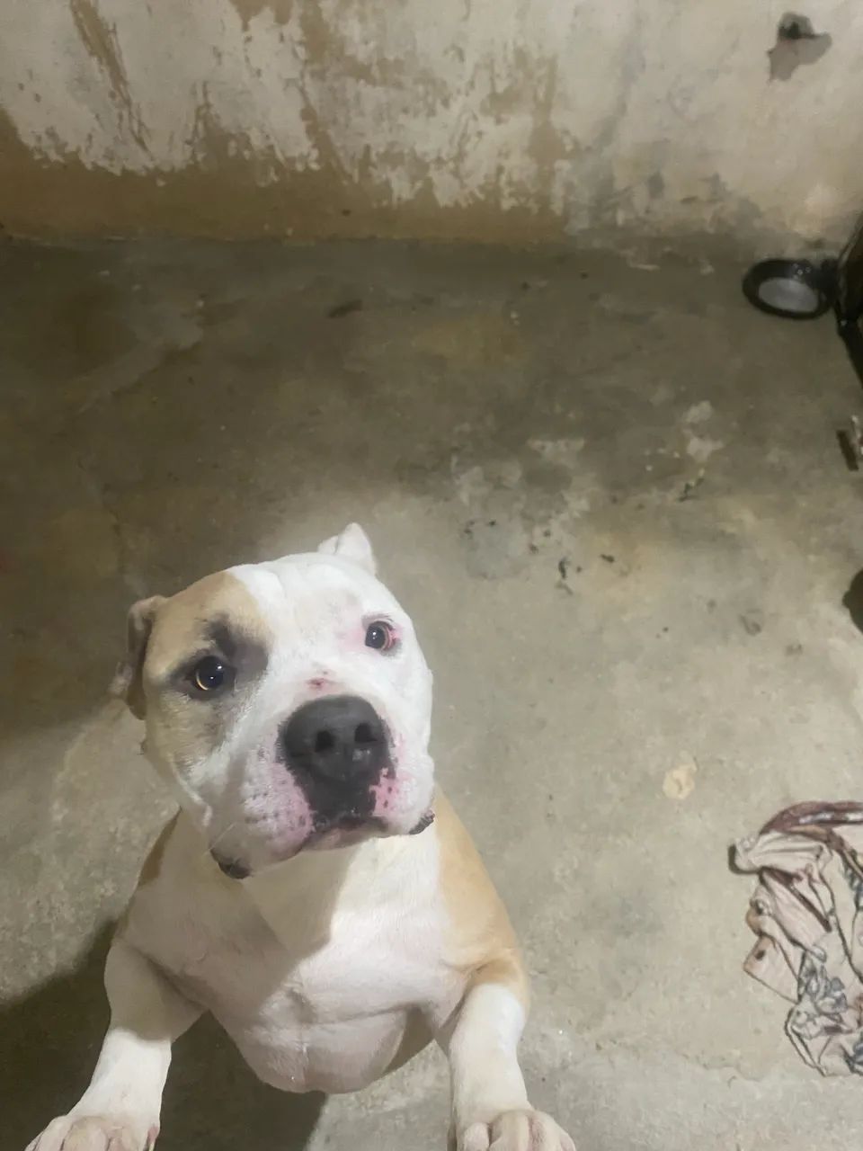 América bully macho muito dócil 