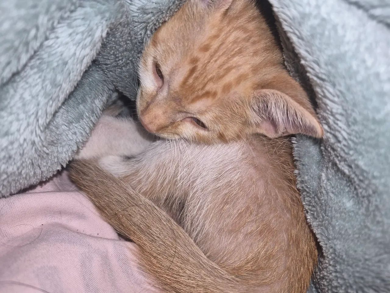 Gatinho laranja - Foto 2