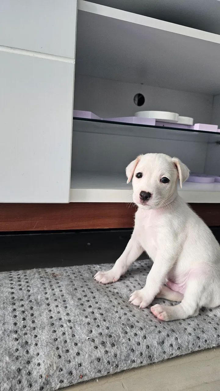 Adoção Responsável  - Foto 4