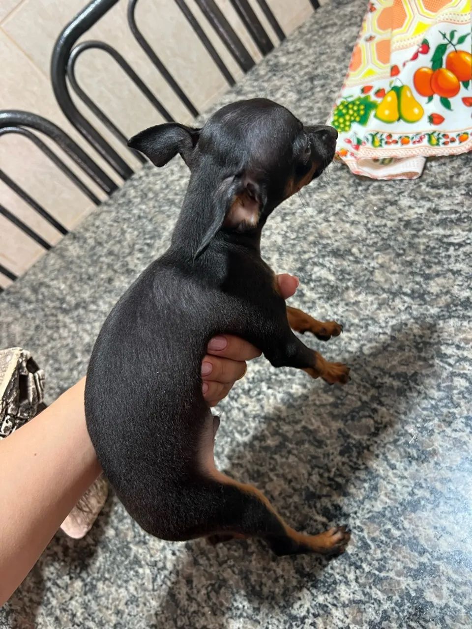 Pinscher zero - Foto 3