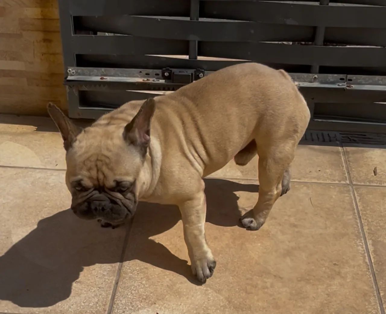 Bulldog francês macho