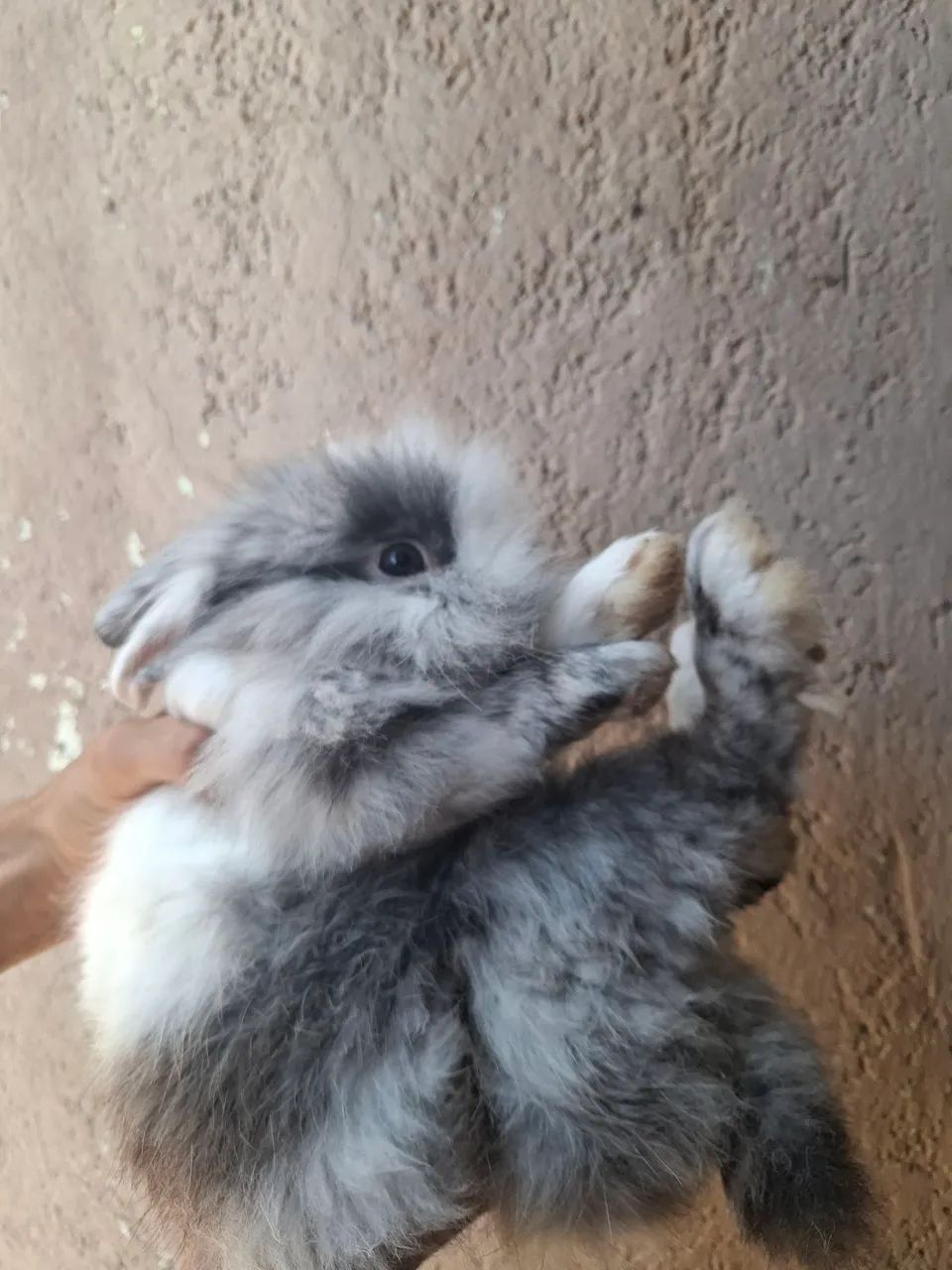 Vendo Coelho Lionhead - Foto 4