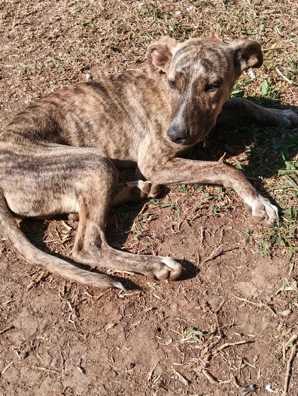 Doação de cachorro  - Foto 4