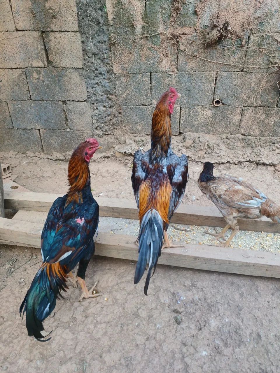 Frango indio  - Foto 3