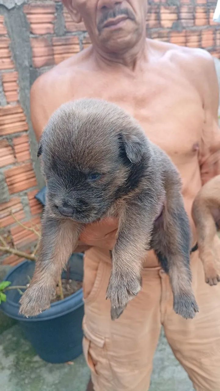 Chow Chow mestiços leia o anúncio 