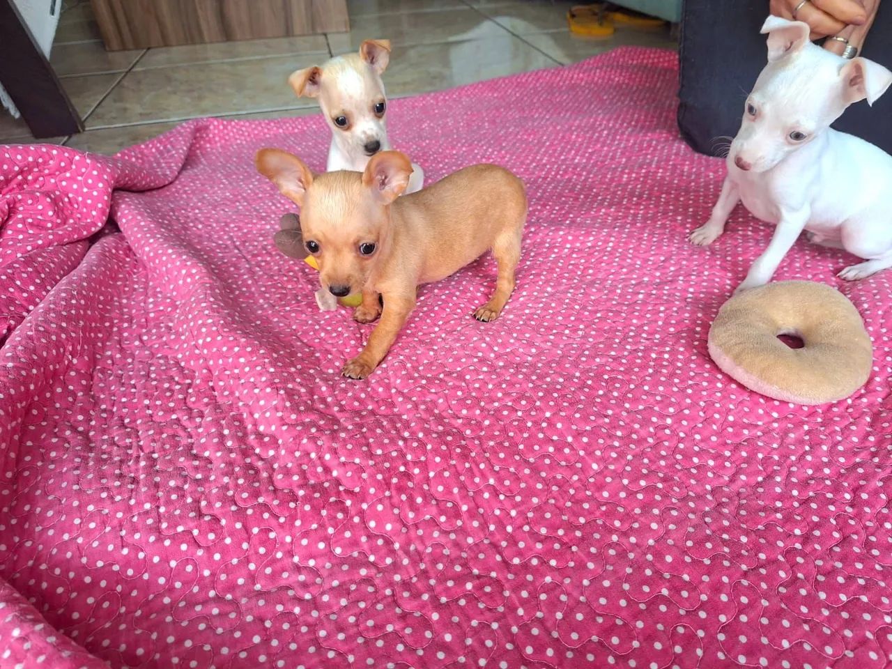Pinscher feminha zero  - Foto 3