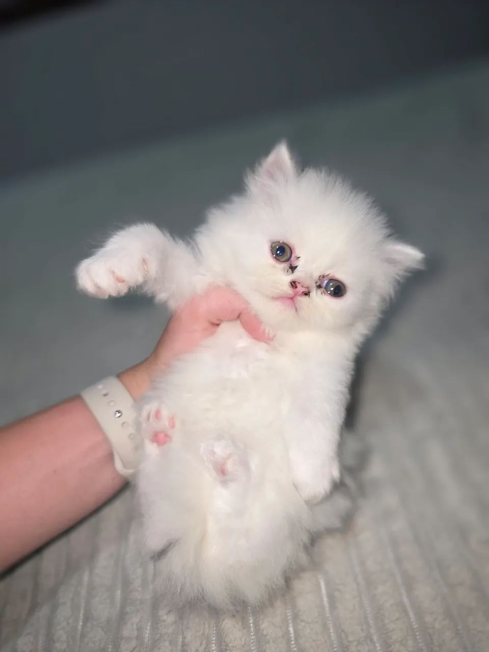 Gato persa  - Foto 2