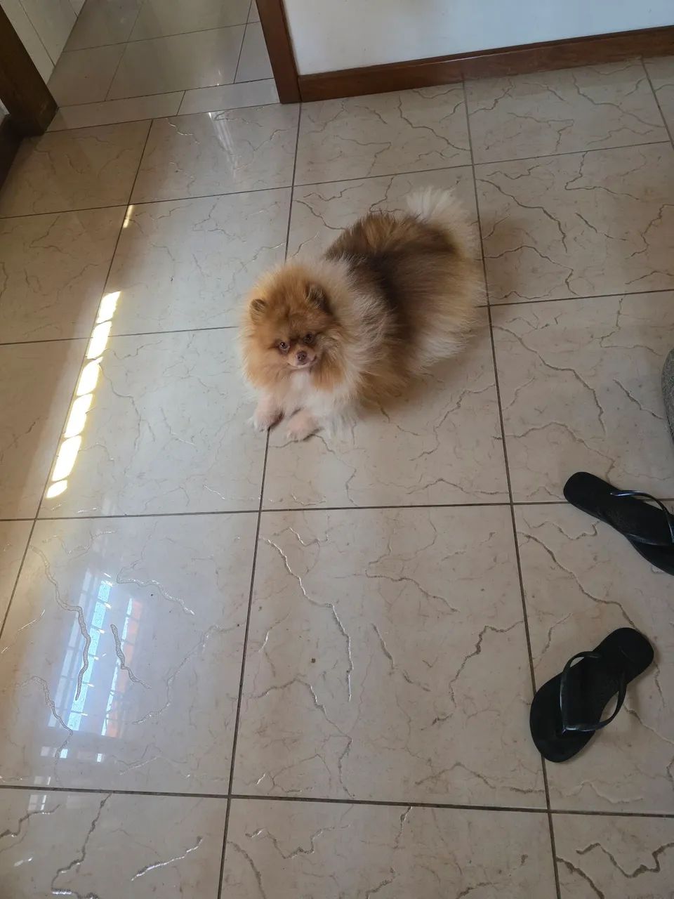 Vendo meu spitz alemão  - Foto 4