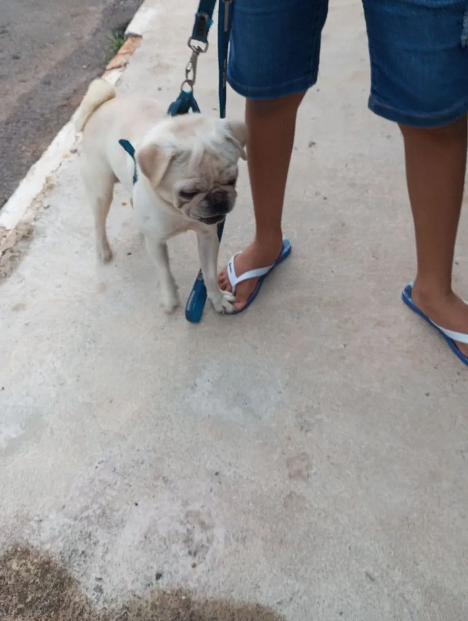 Pug para cruzar 