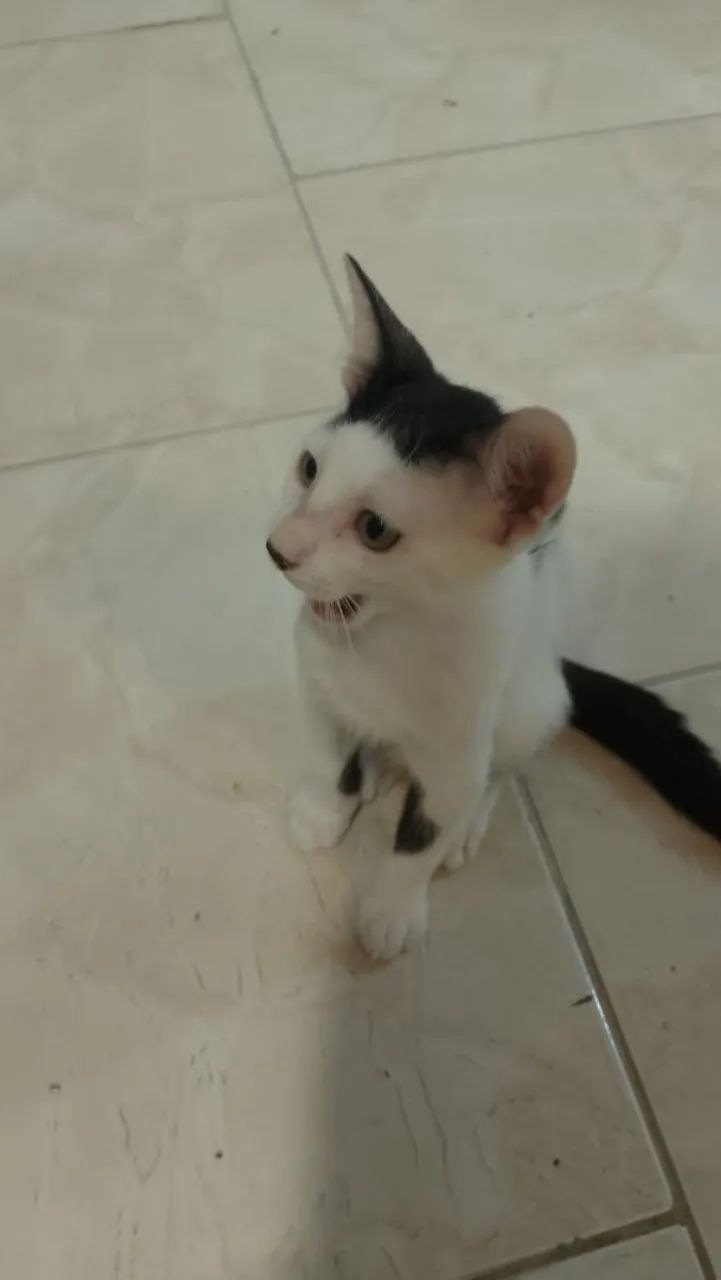 Gatinhos para adoção responsável, doação  - Foto 2