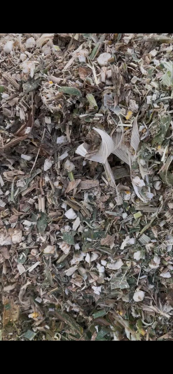 Silagem milho ensacada  - Foto 2