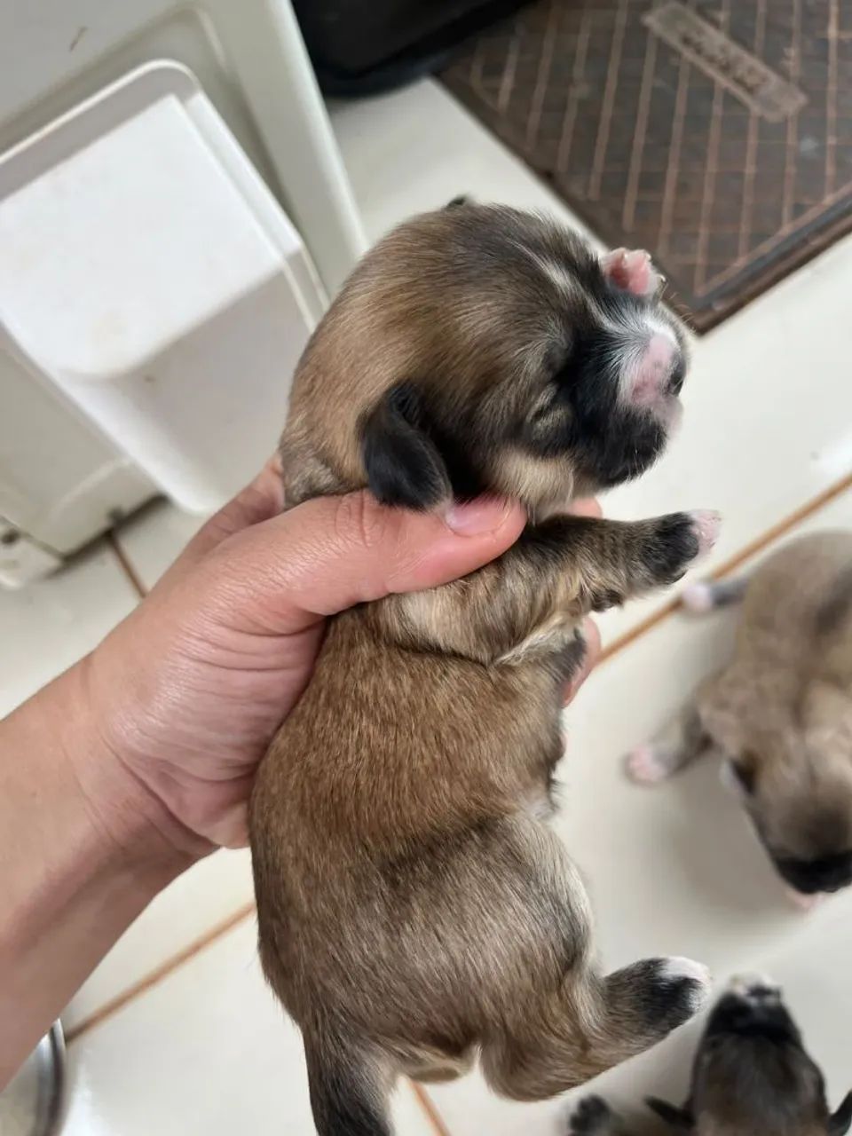 Lhasa Apso  - Foto 3