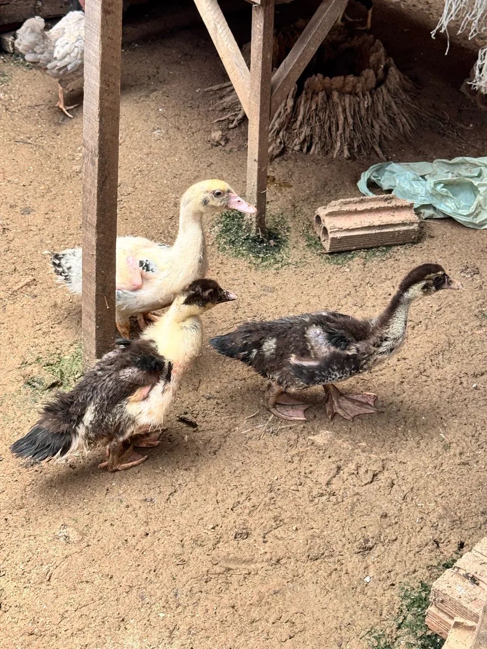 Patos