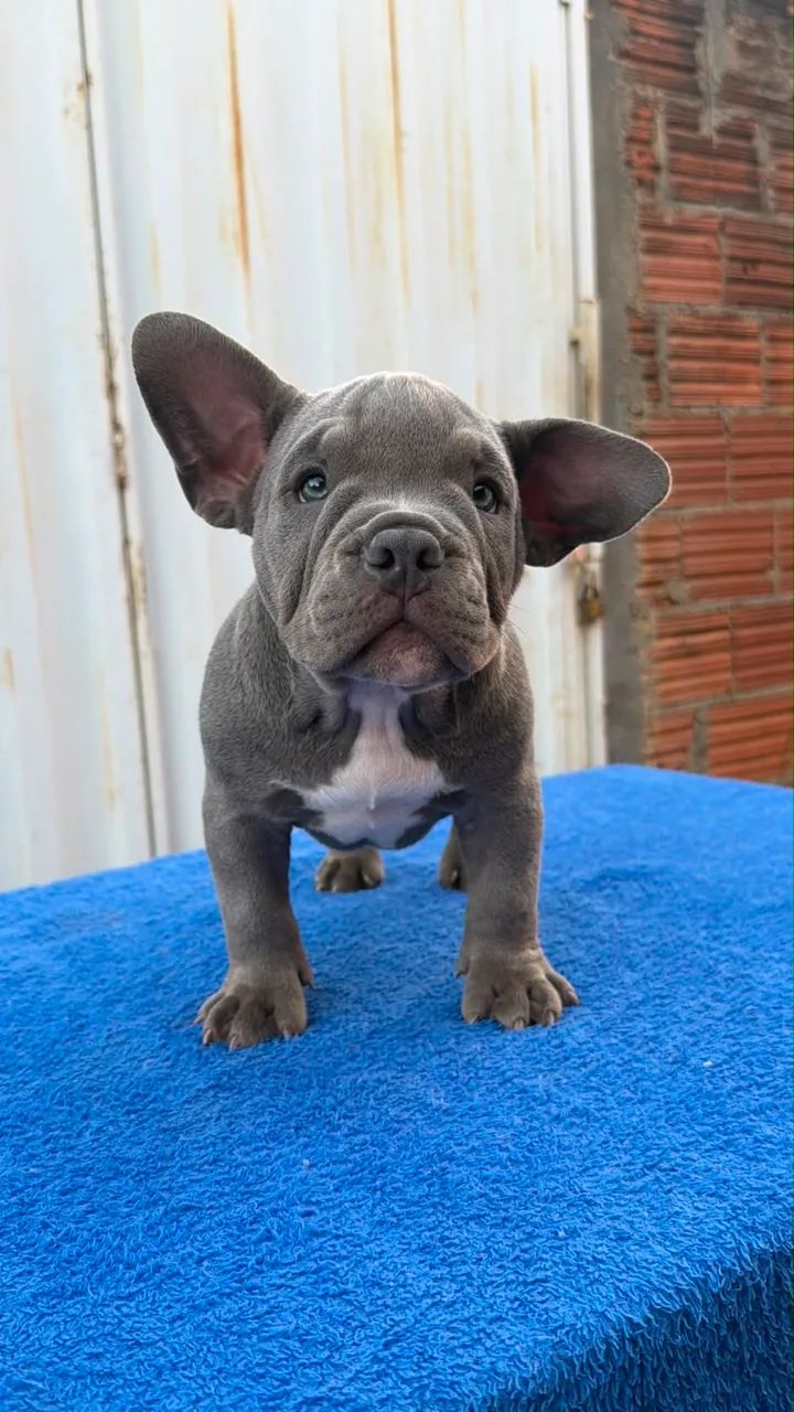 American Bully Micro Exótico  - Foto 5