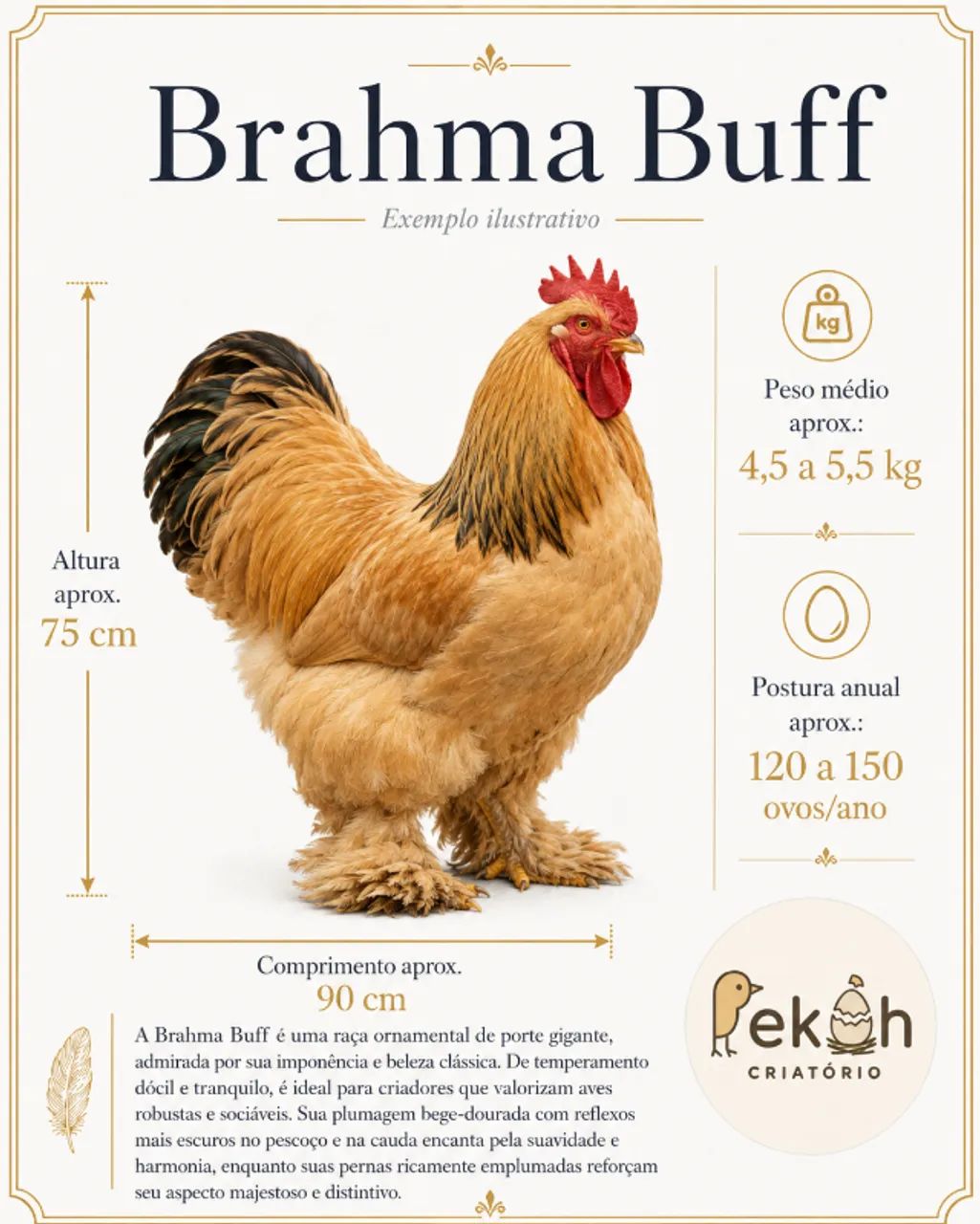 Brahma Buff Galinha - Foto 5