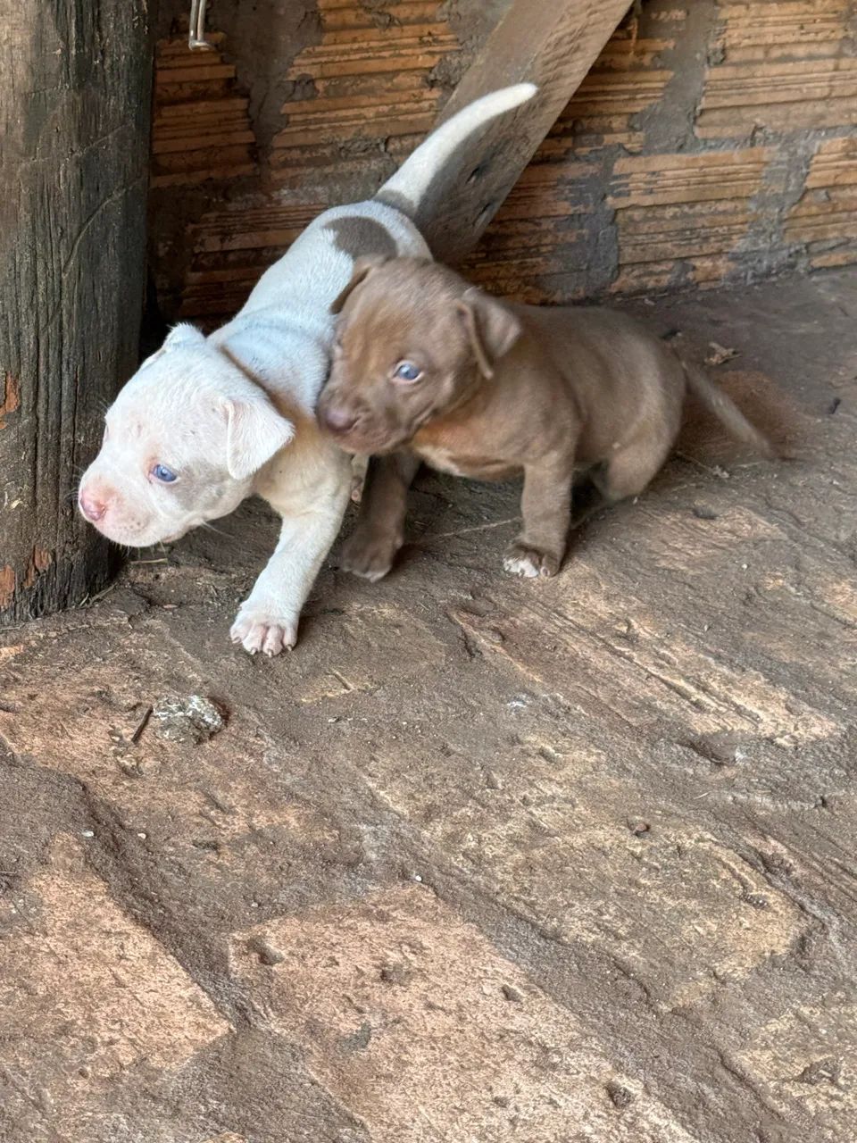 Vendo filhotes de Pitbull  - Foto 2