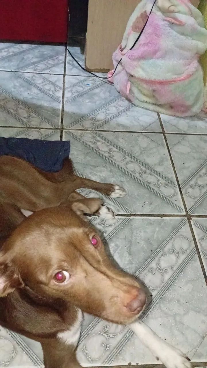 Doação cachorro  - Foto 3