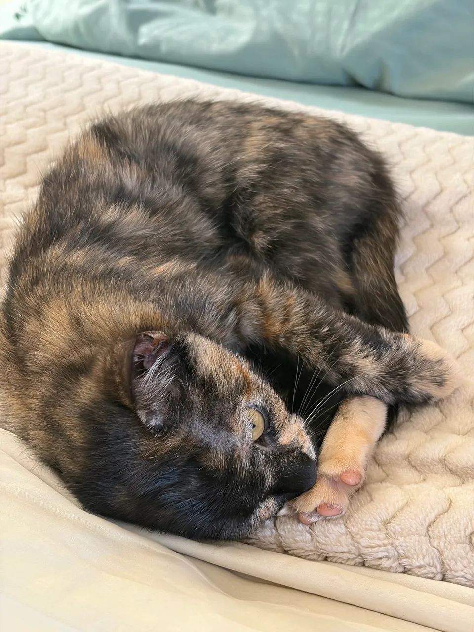 Doação de gata filhote - Foto 3