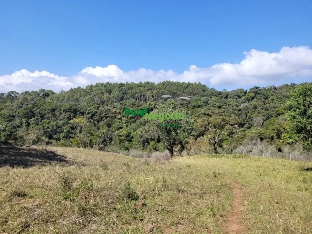 FAZENDA COM PLANTAÇÃO DE EUCALIPTOS EM BRAZÓPOLIS-MG - Foto 4