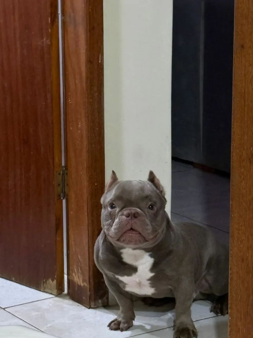 American bully micro - Foto 3