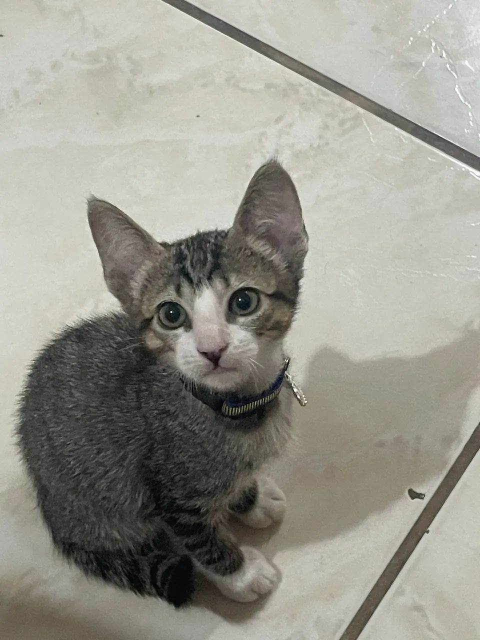 em adoção gatinho macho 