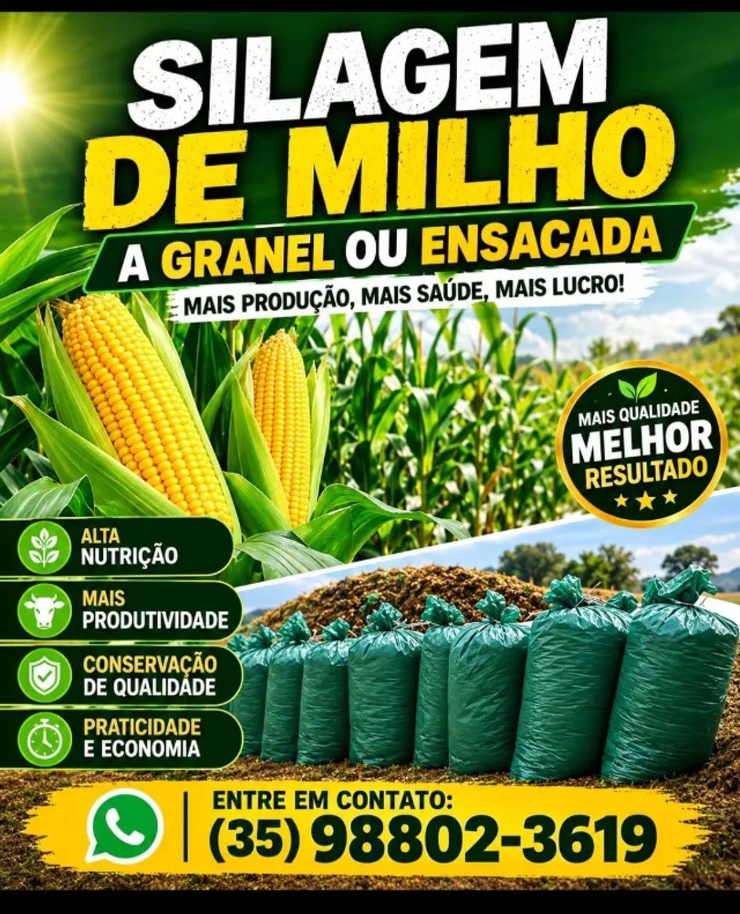 Silagem de milho