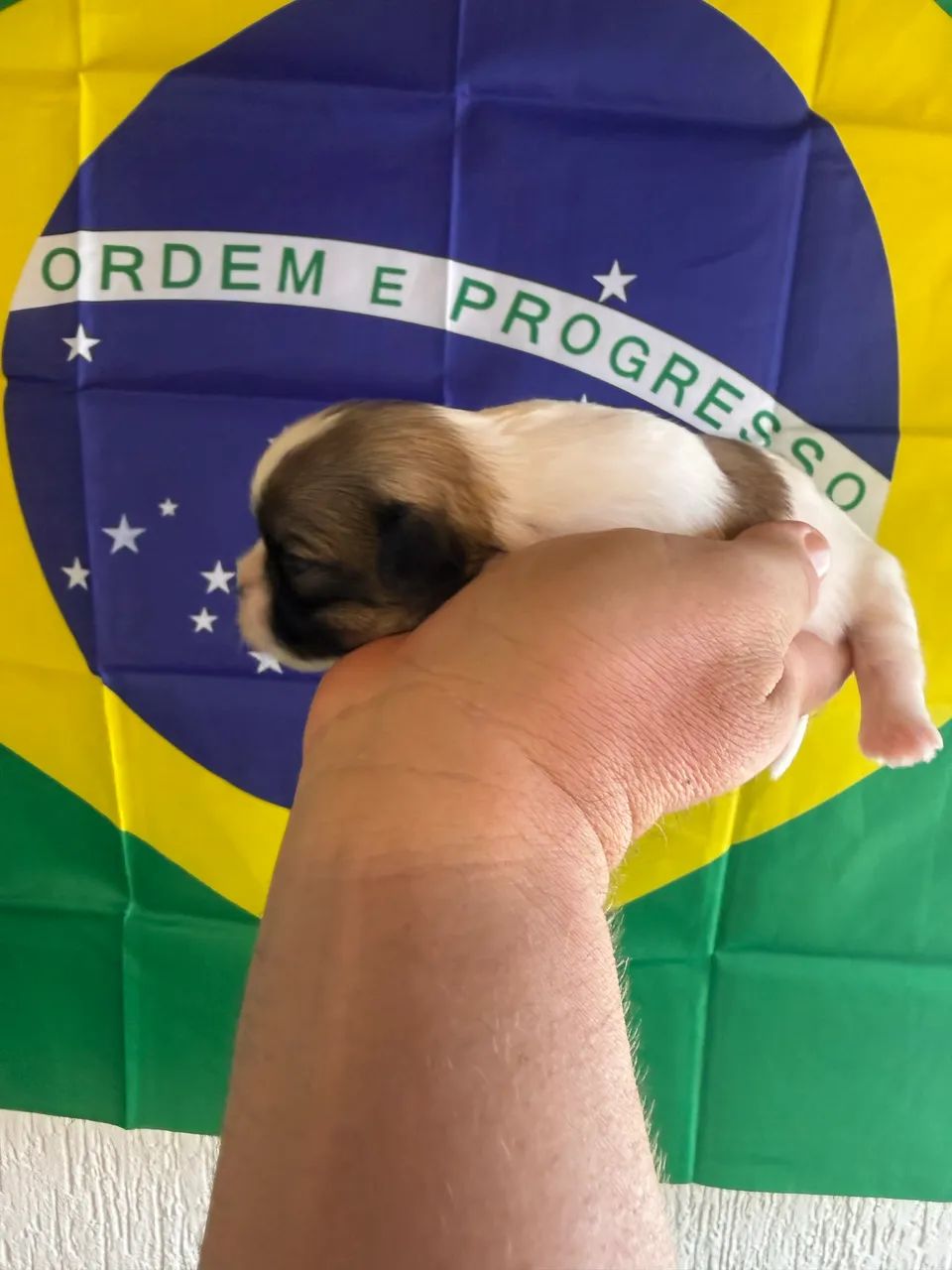 Fêmeas de Shitzu