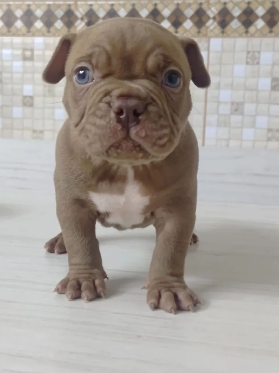 Macho de american bully trichoco - Foto 3