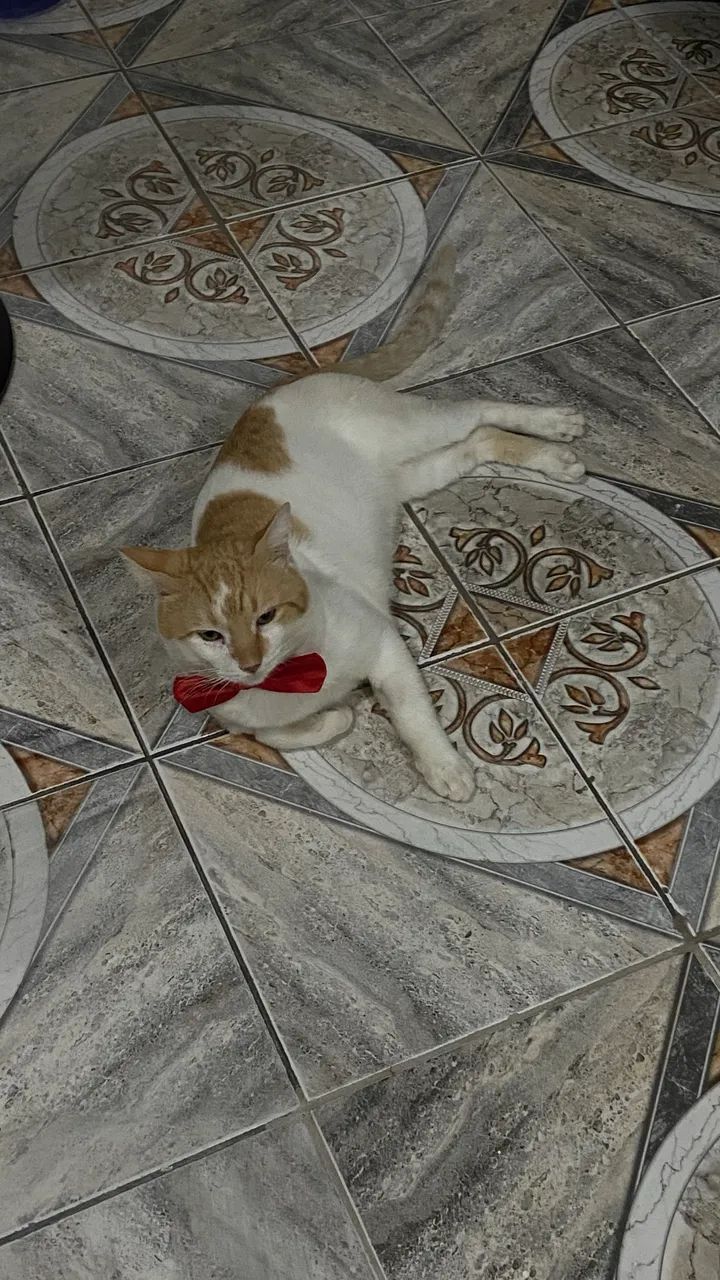 ADOÇÃO RESPONSÁVEL  - Foto 5