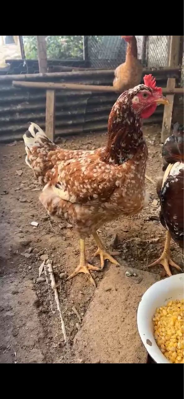 Galinha e Galo Gsb ( Genética boa ) 