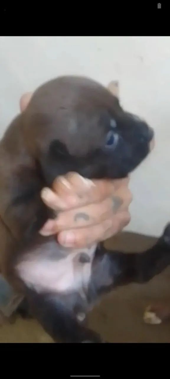 Filhote de Pitbull  - Foto 4