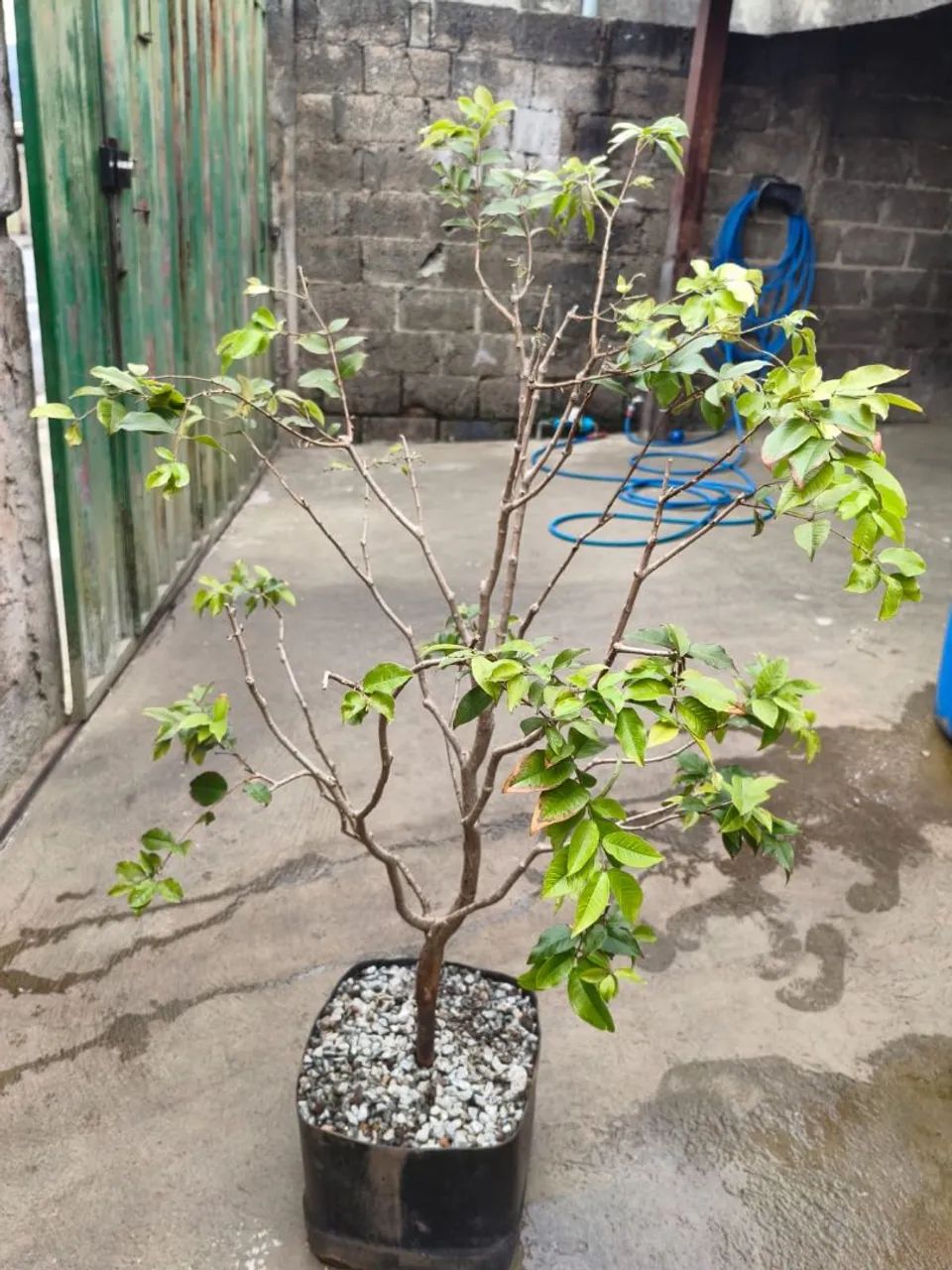 Pe de Jabuticaba