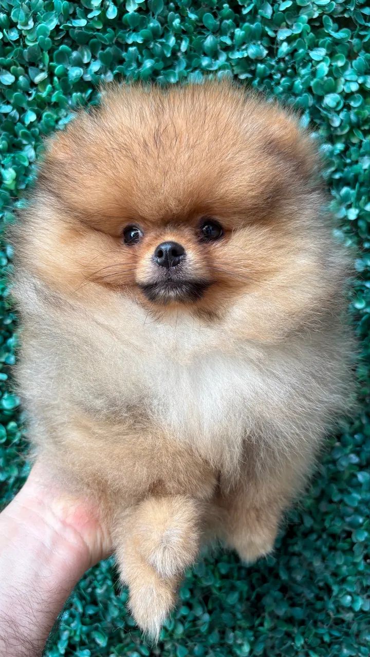Spitz Alemão 
