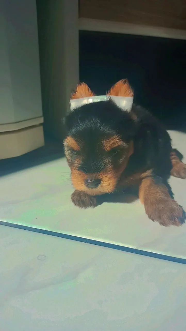 Filhotes de Yorkshire 