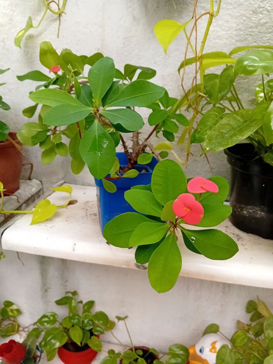 Muda de planta com flor vermelha. - Foto 5