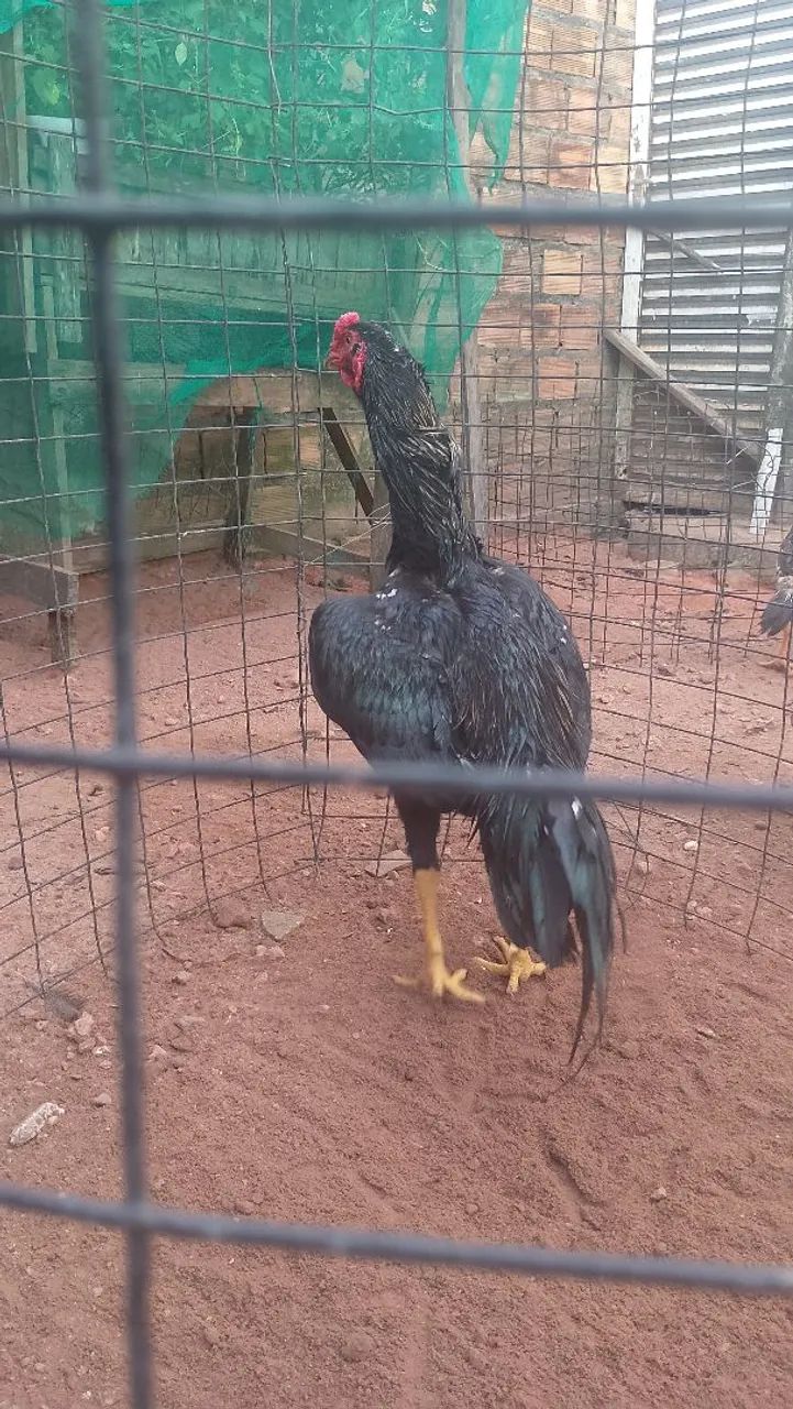 Frango Moura  - Foto 4