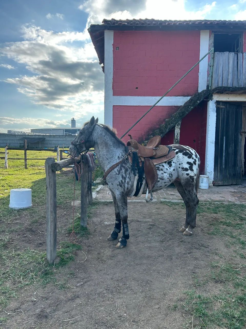 Cavalo appaloosa  - Foto 4