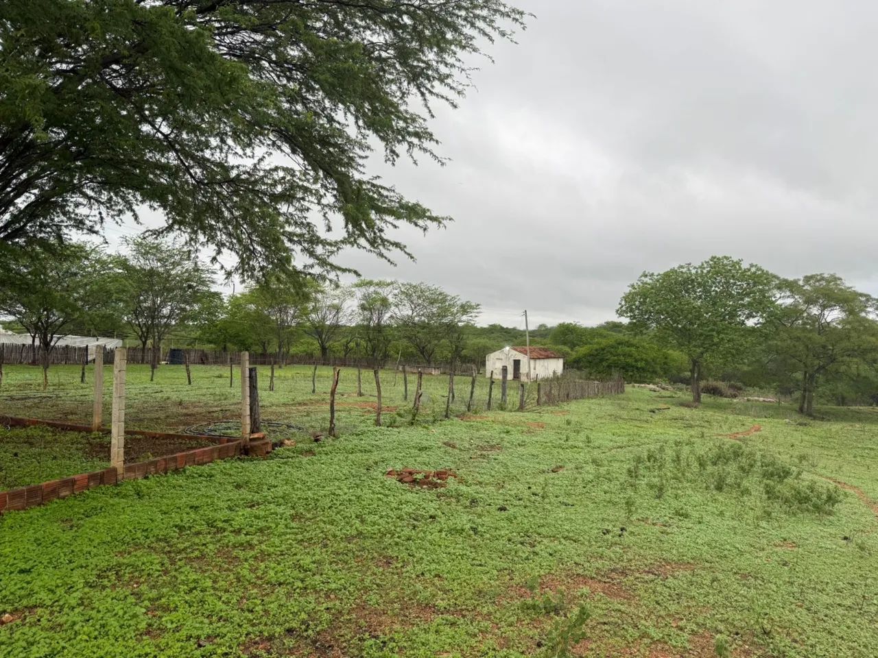 Sítio a venda em sertania Pernambuco  - Foto 5