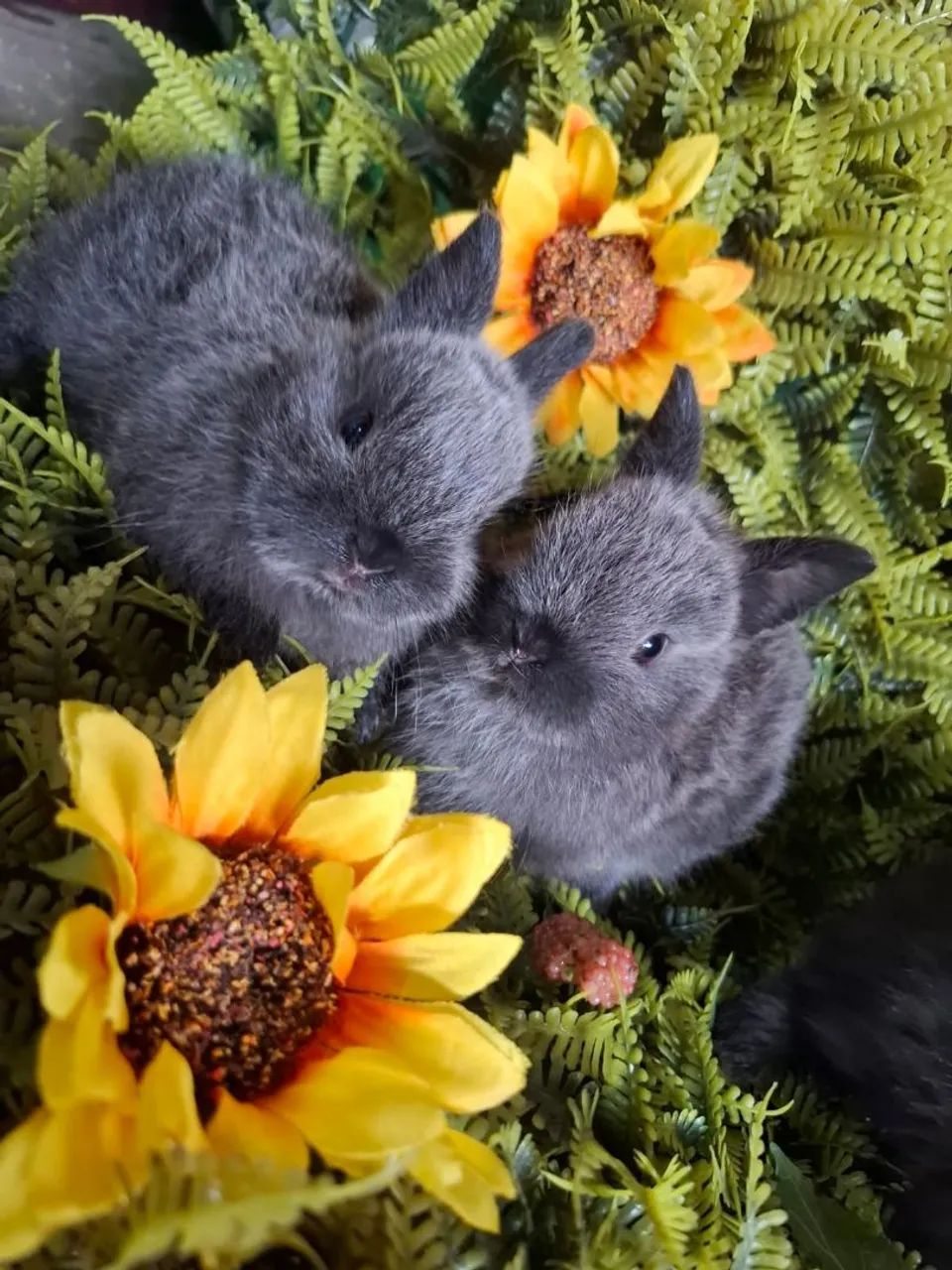 Coelhos netherland dwarf  - Foto 5