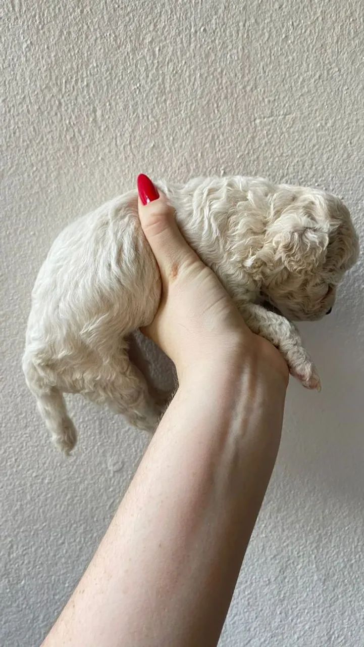 Poodle machinho microtoy 