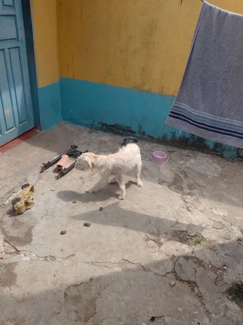 Pet para doação  - Foto 4