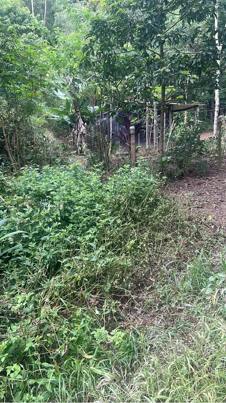 Foto - Cotia - Caputera