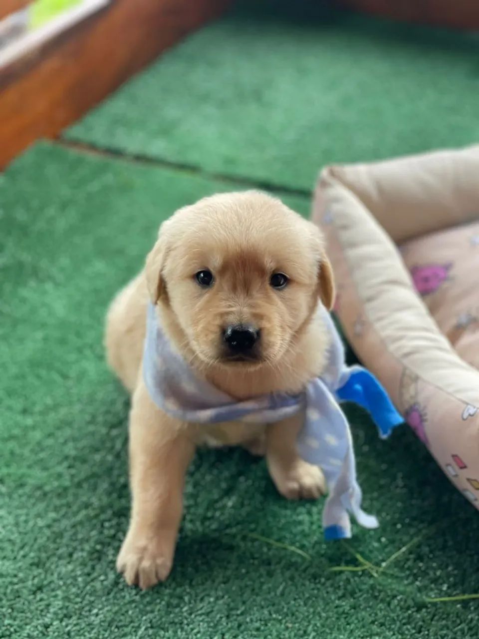 Golden Retriever macho e Fêmea 