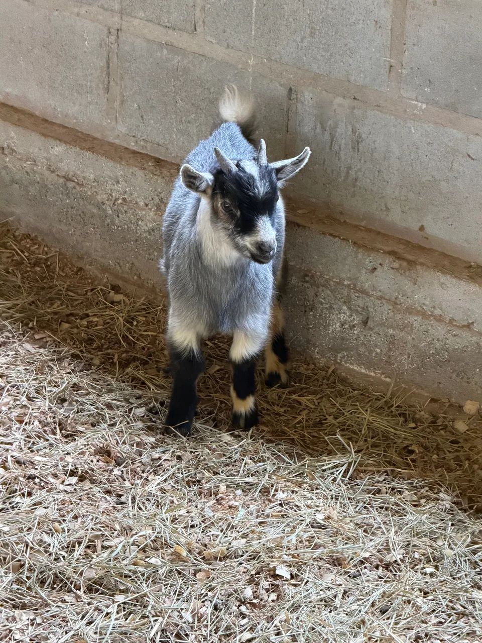 Mini cabrito  - Foto 2