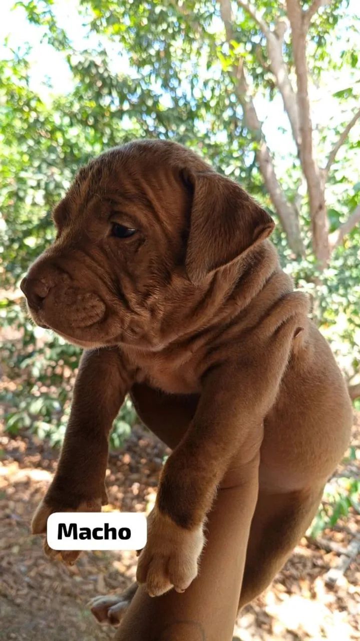 Cachorro Pit Bull  - Foto 2