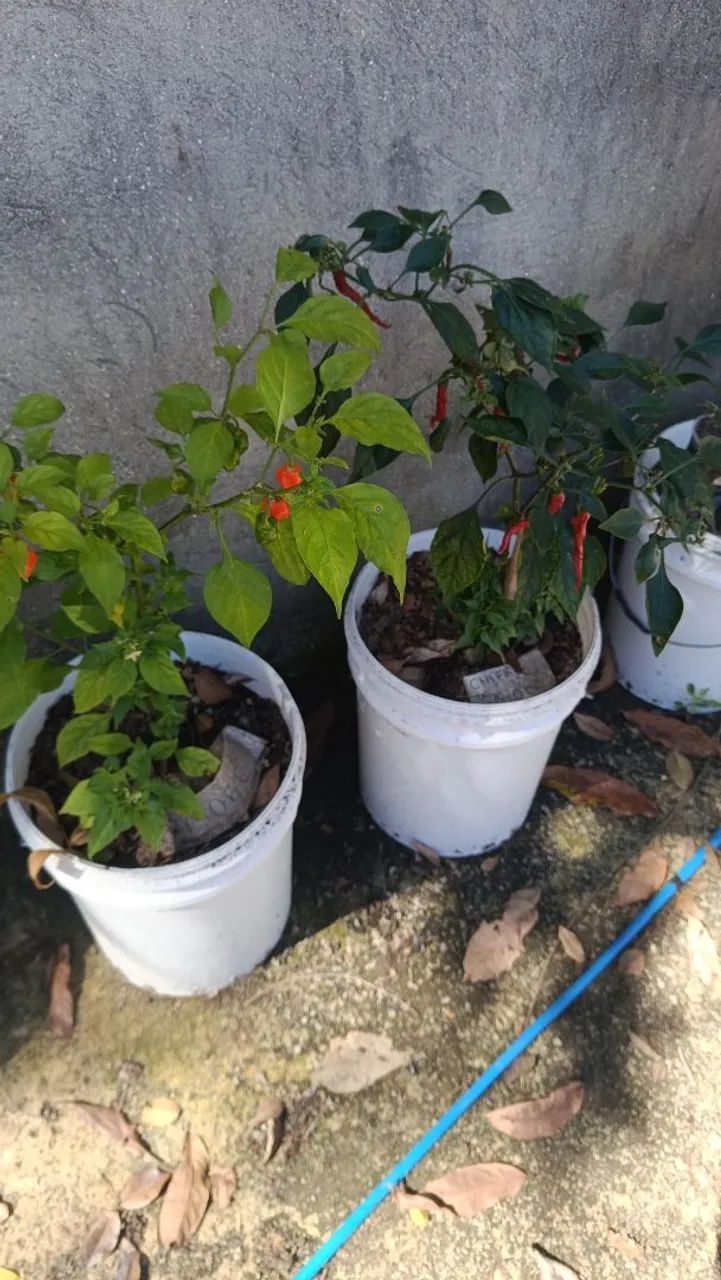 VENDO COLEÇÃO DE PIMENTAS + VASOS E SEMENTEIRAS - Foto 4