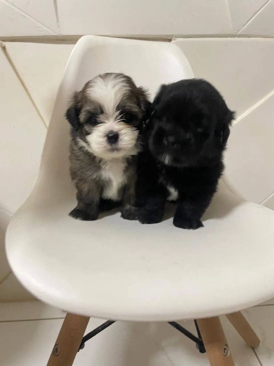 Poodle com shitszu 
