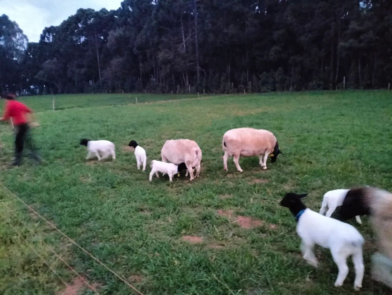 Ovelhas e  Reprodutores e Cabras  - Foto 4