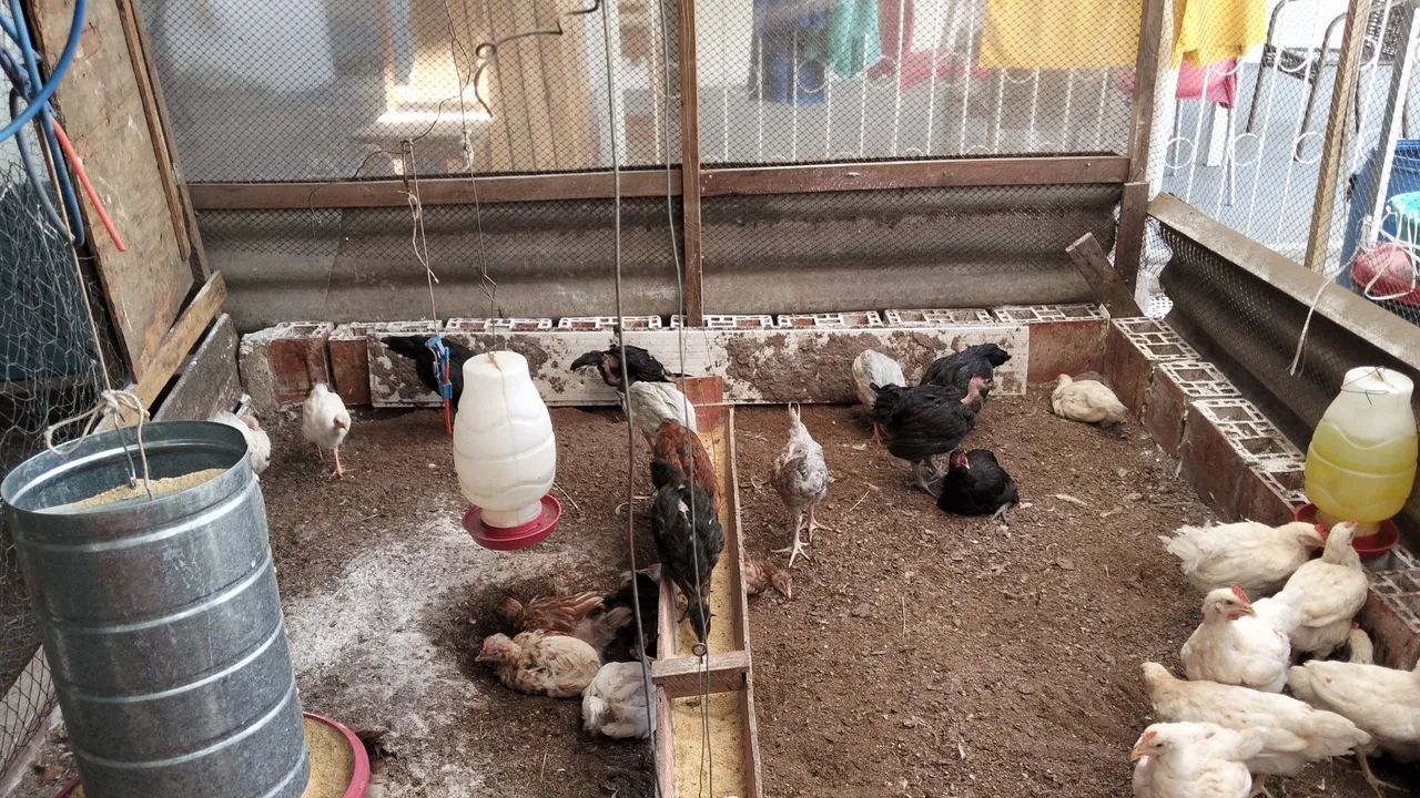 Frango  - Foto 3